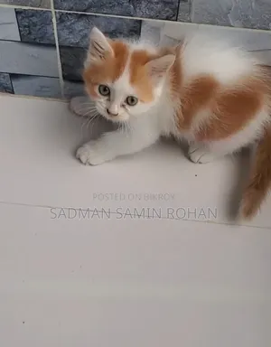 1-3 Months Male Purebred Persian