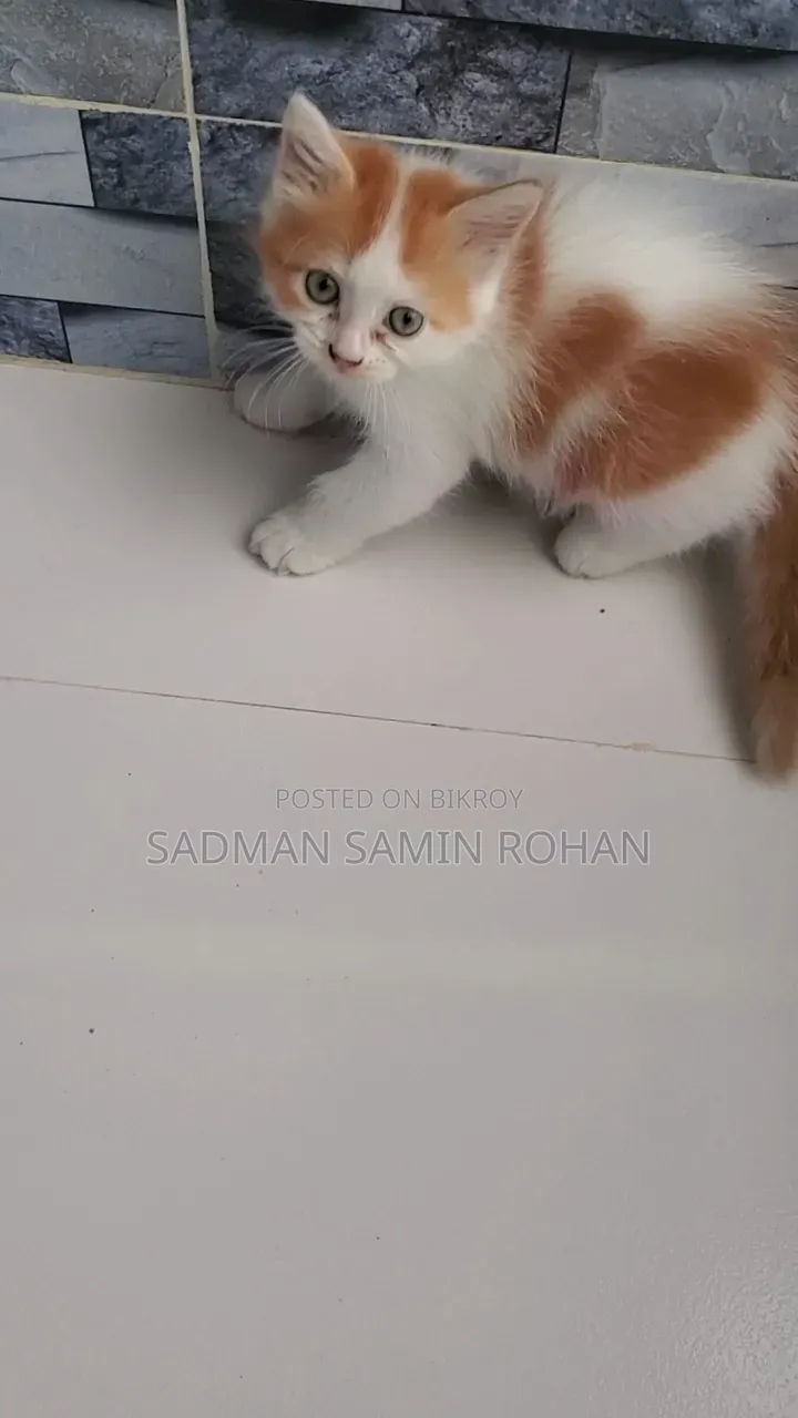 1-3 Months Male Purebred Persian