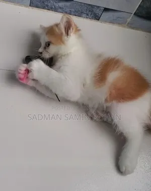 1-3 Months Male Purebred Persian