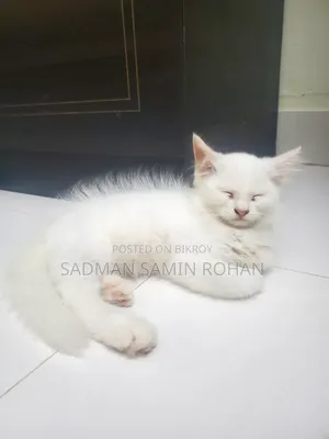১-৩ মাসের মেল পিওরব্রেড পার্সিয়ান