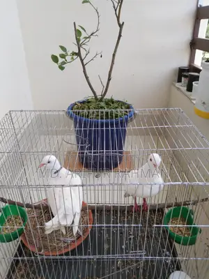 Australian White Dove