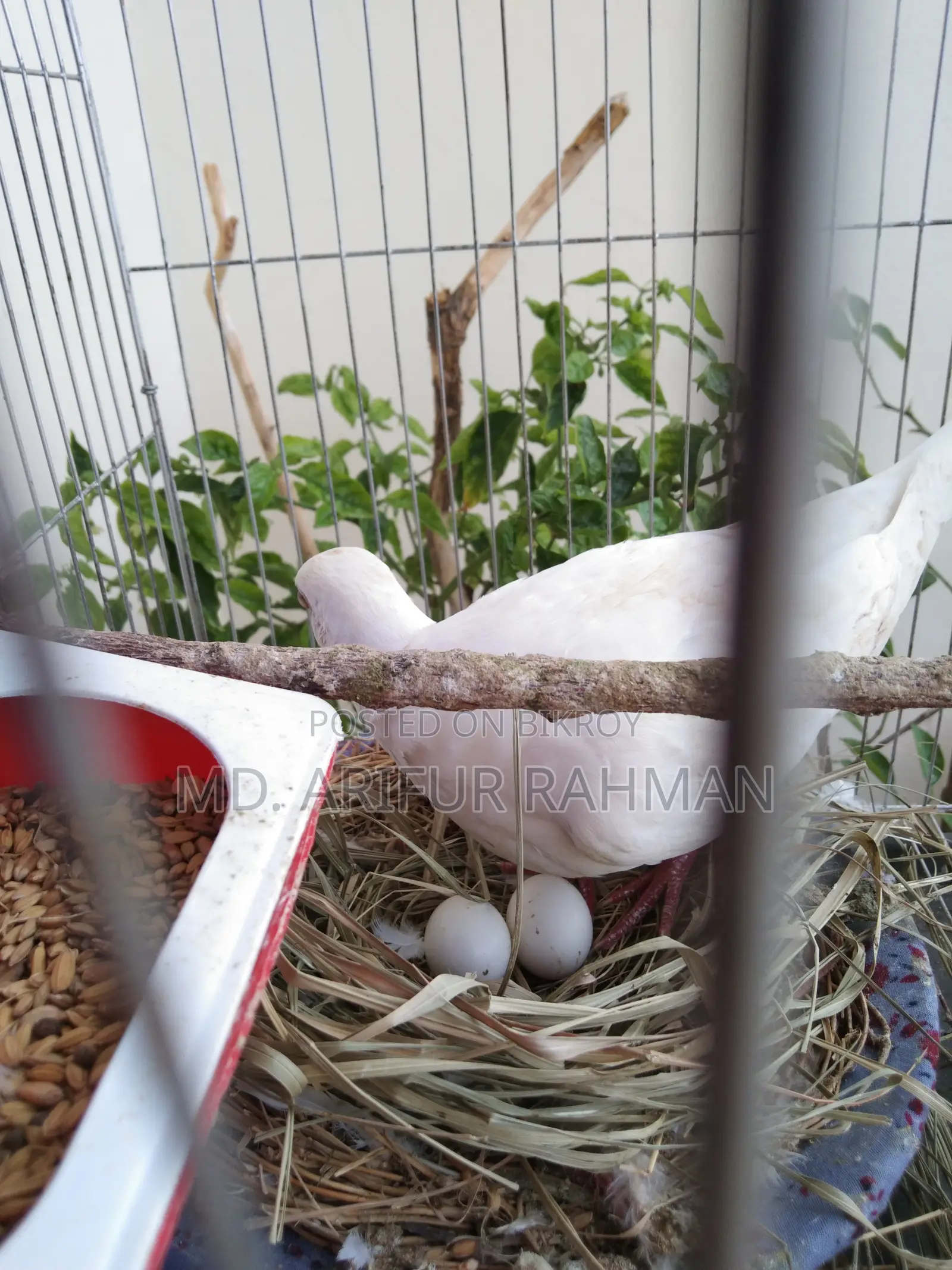 Australian White Dove