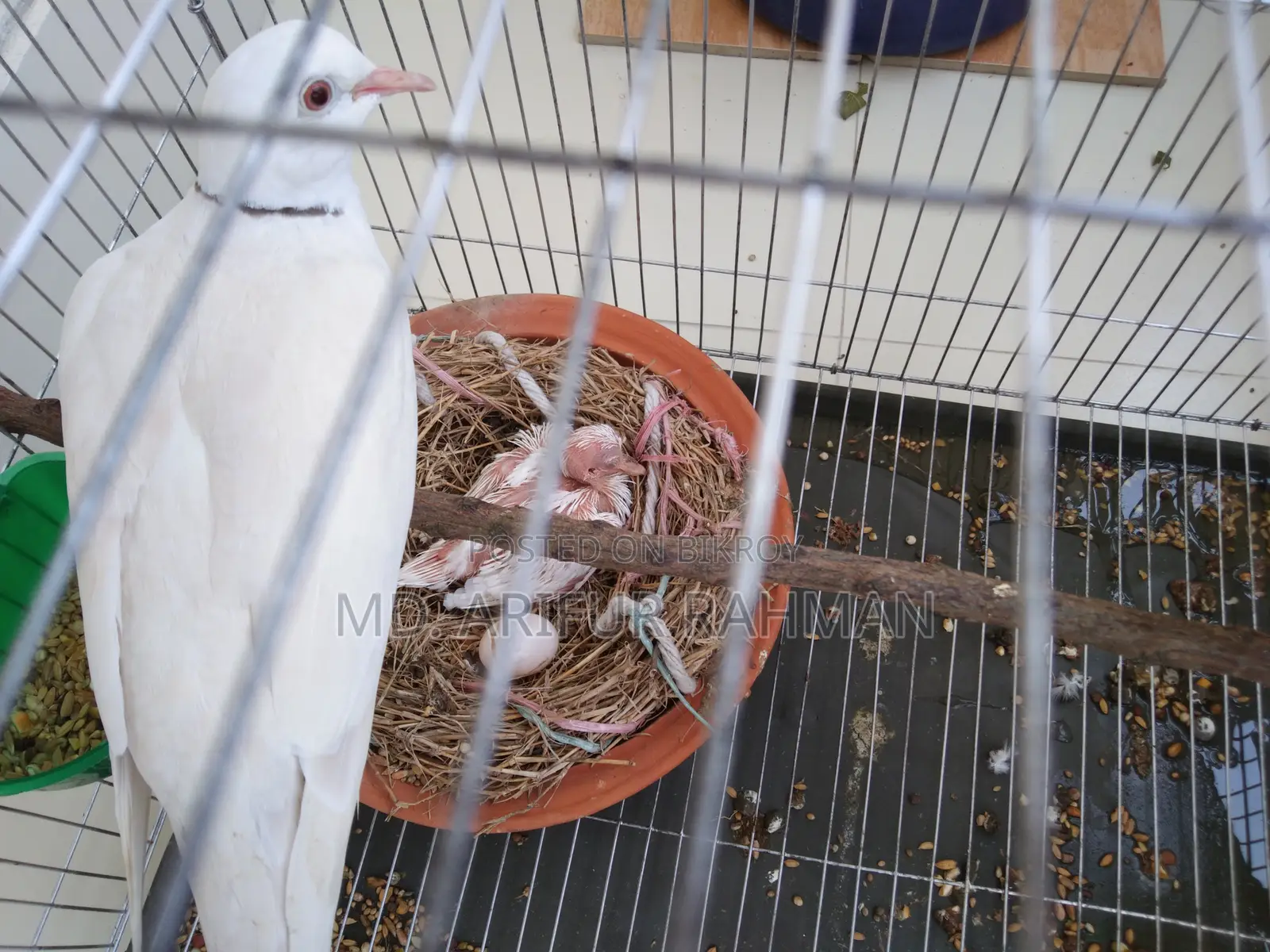 Australian White Dove