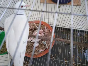 Australian White Dove