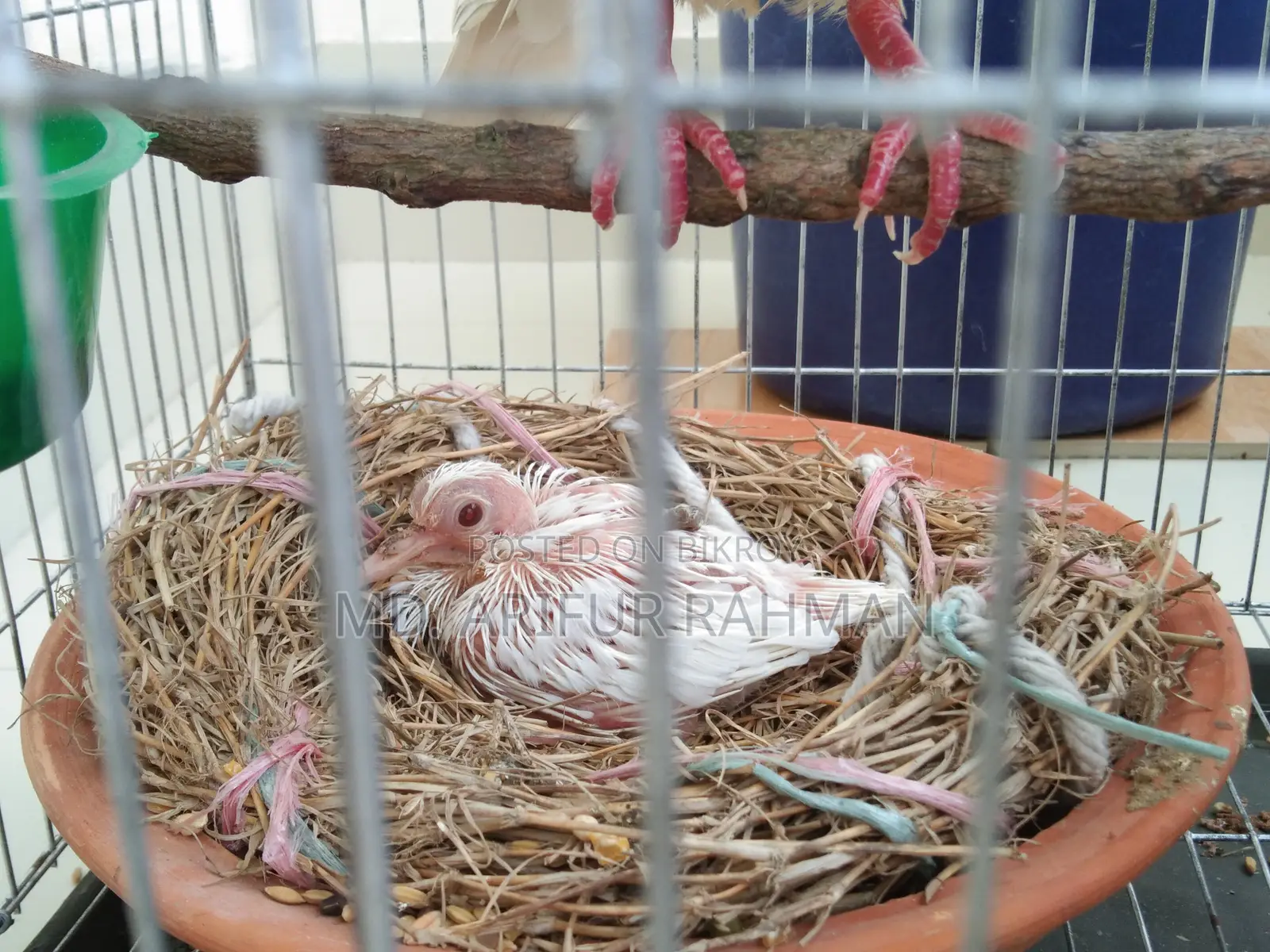 Australian White Dove