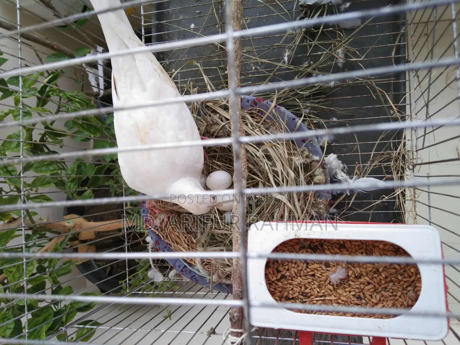 Australian White Dove