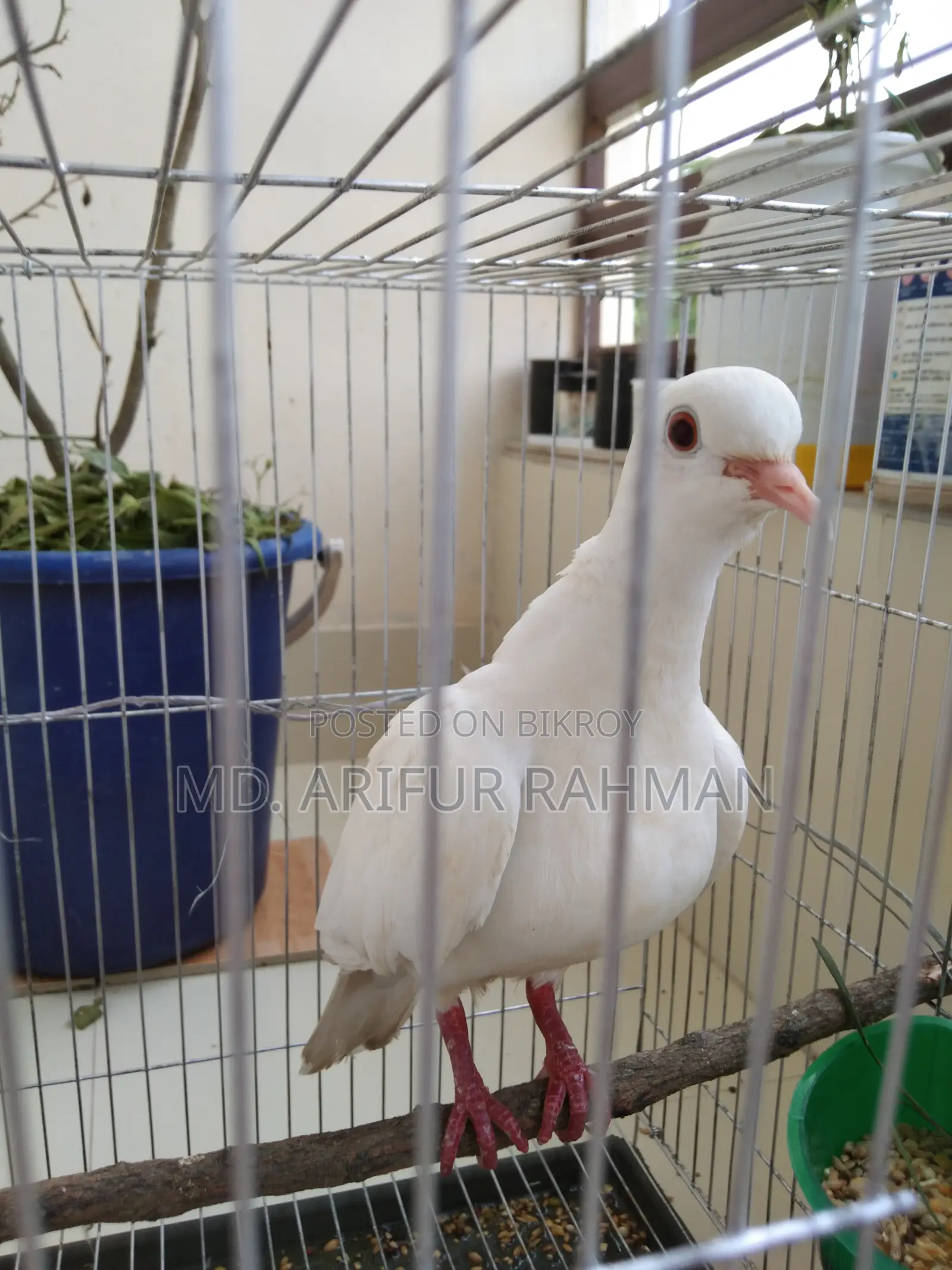 Australian White Dove