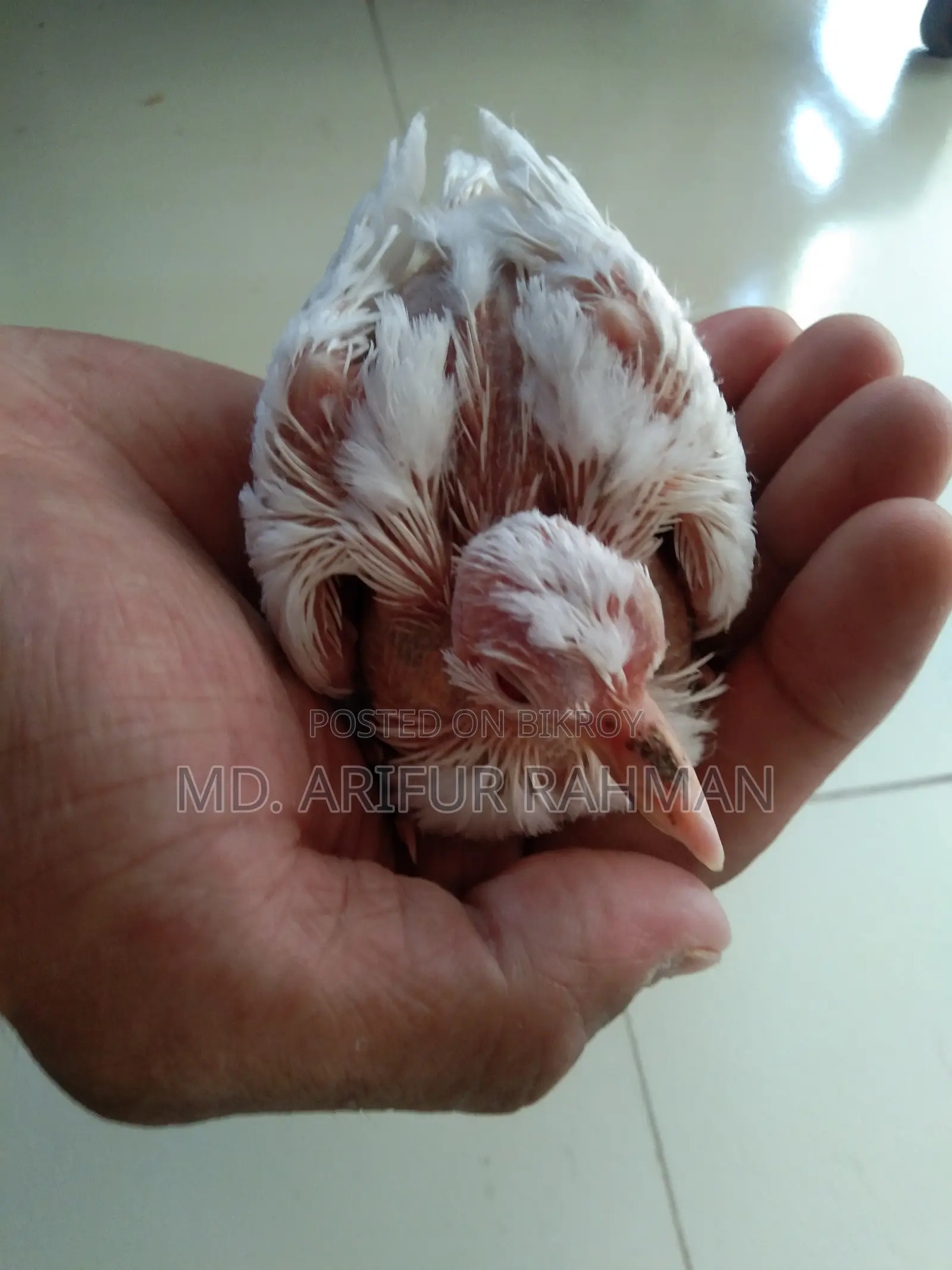 Australian White Dove