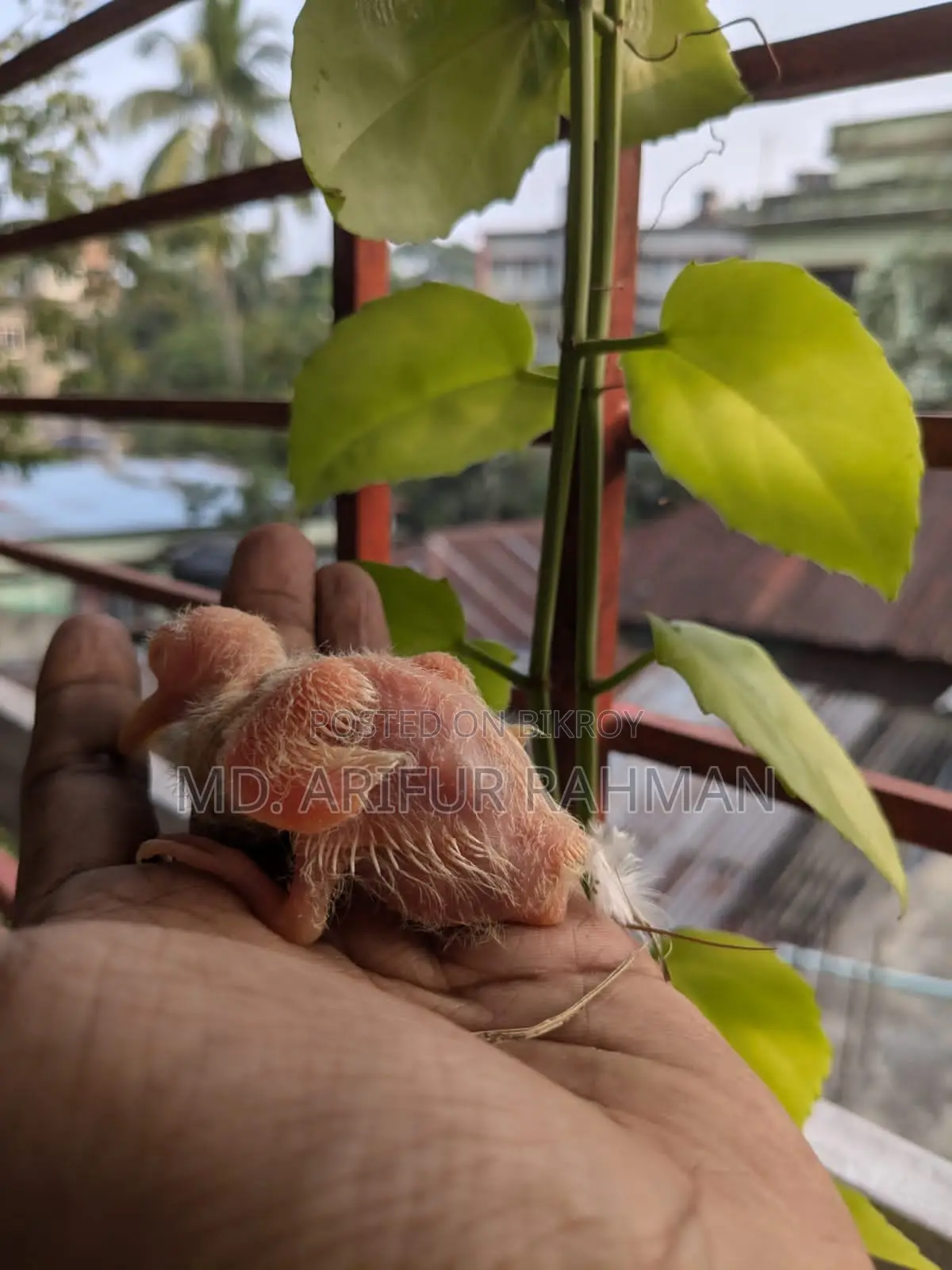 Australian White Dove