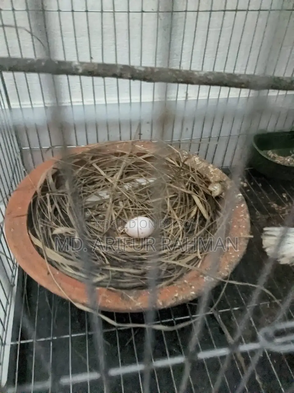 Australian White Dove