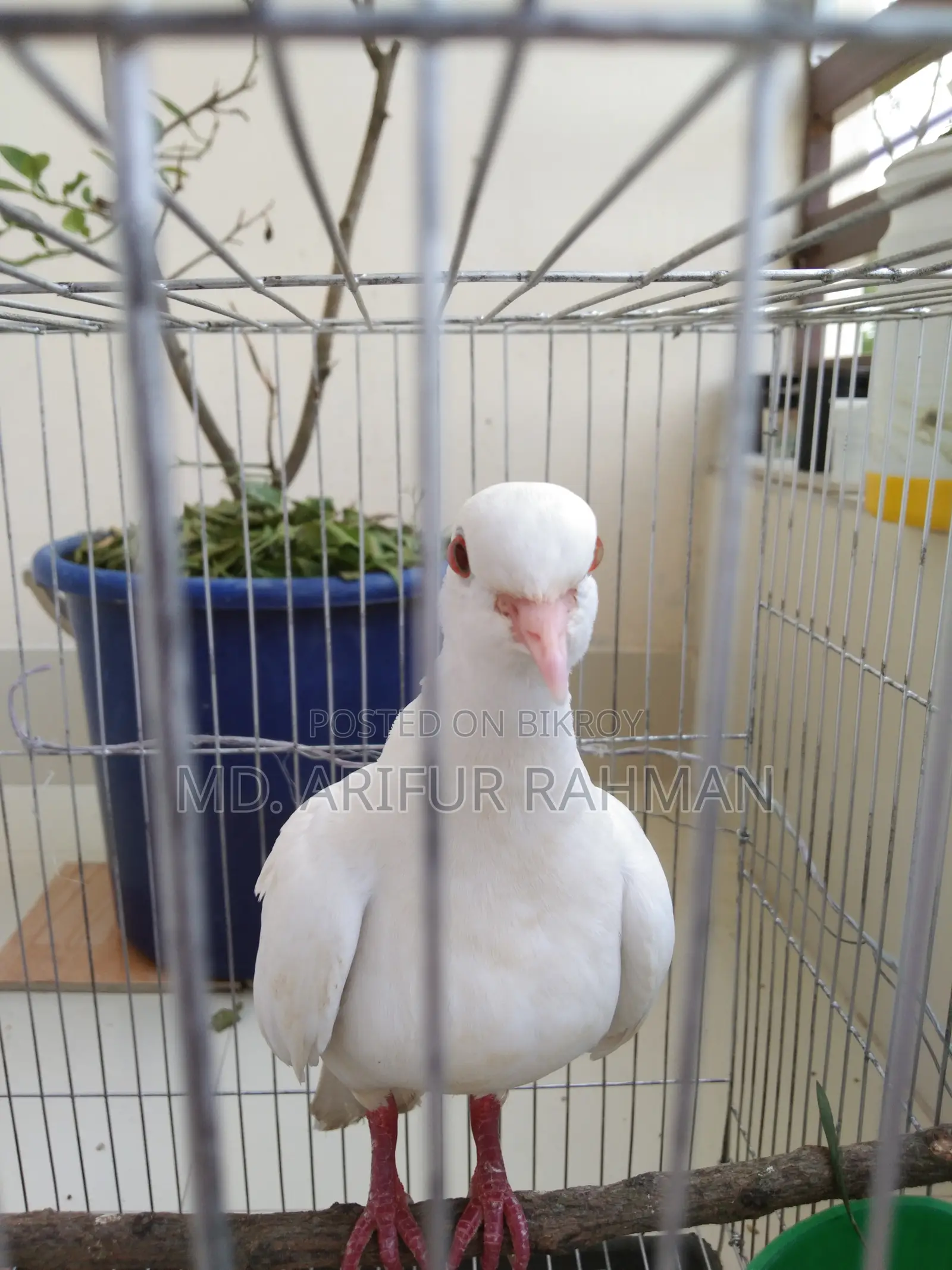 Australian White Dove