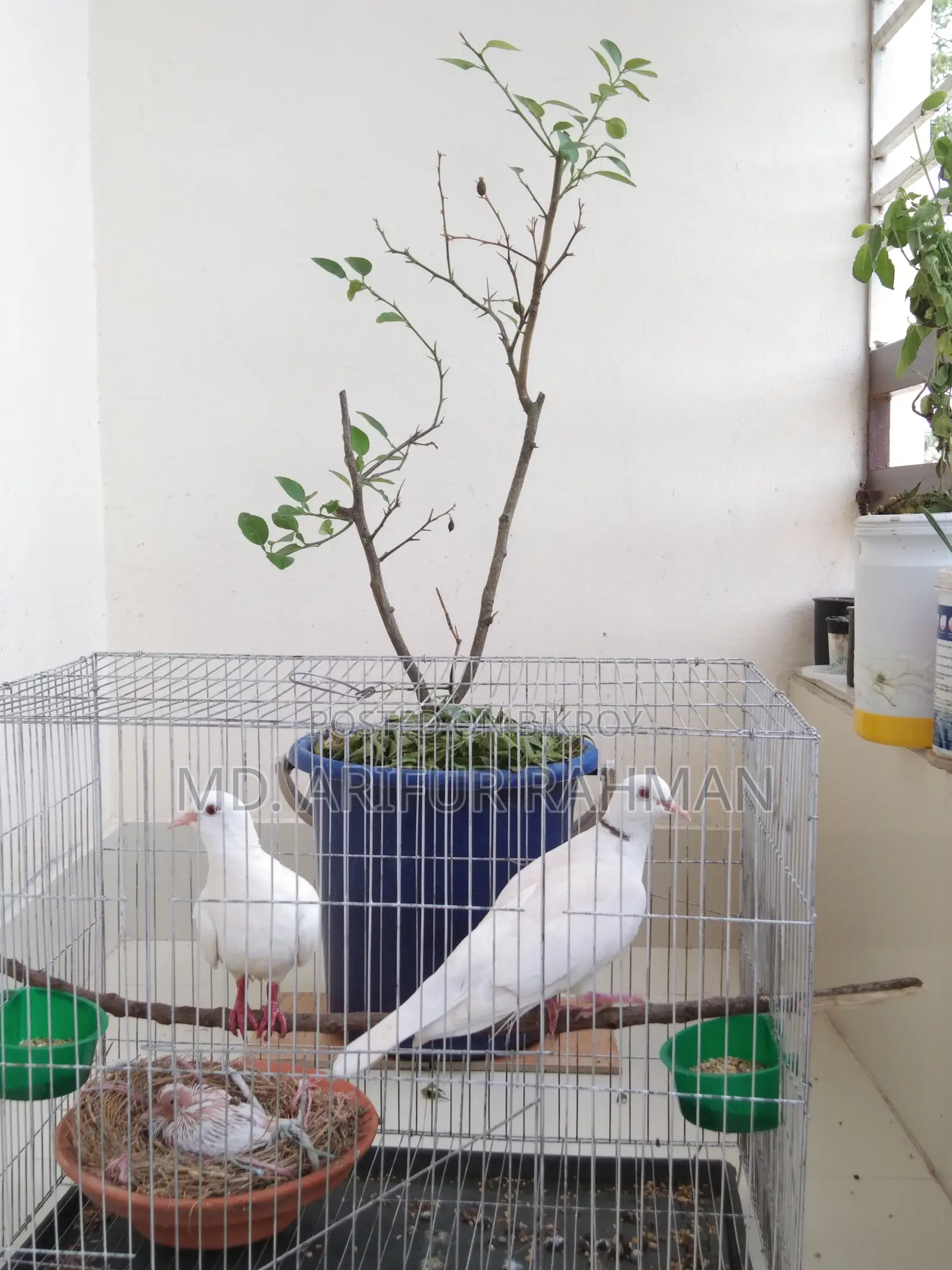 Australian White Dove