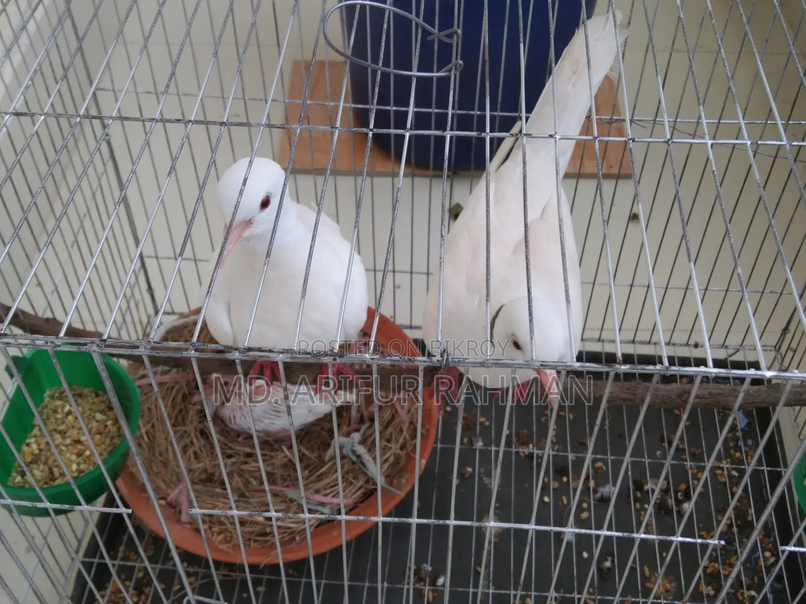 Australian White Dove