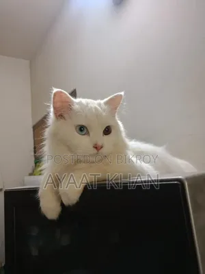 6-12 Months Male Purebred Persian