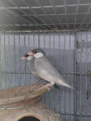 Silver Java Sparrow