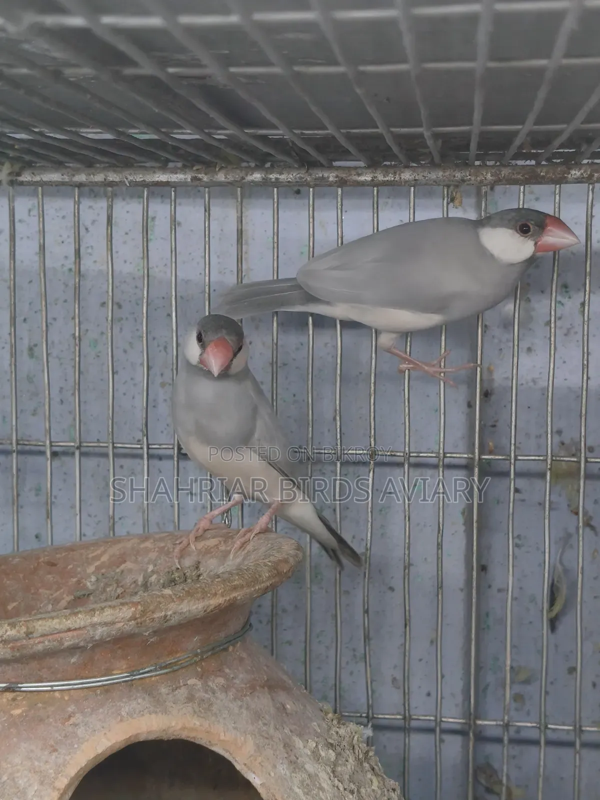 Silver Java Sparrow