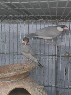Silver Java Sparrow