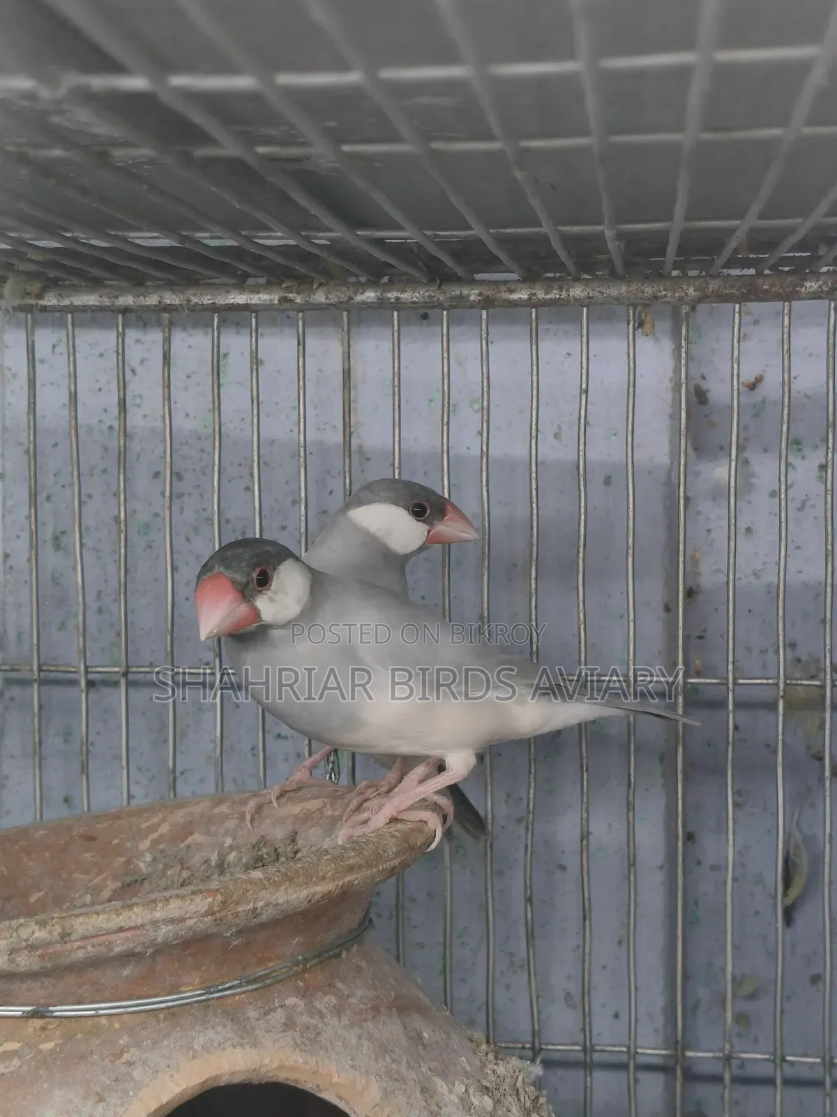Silver Java Sparrow