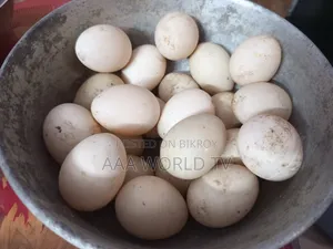 চীনা হাঁসের বীজ ডিম