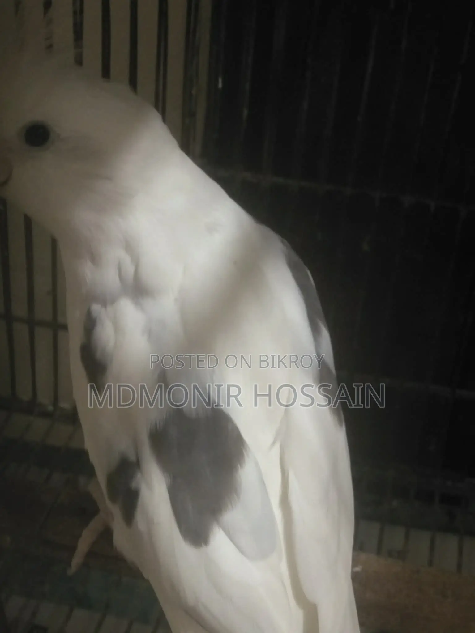 Pure White High Mutation Albino Red Eye Albino Perl Pied Cockatiel