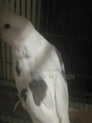 Pure White High Mutation Albino Red Eye Albino Perl Pied Cockatiel