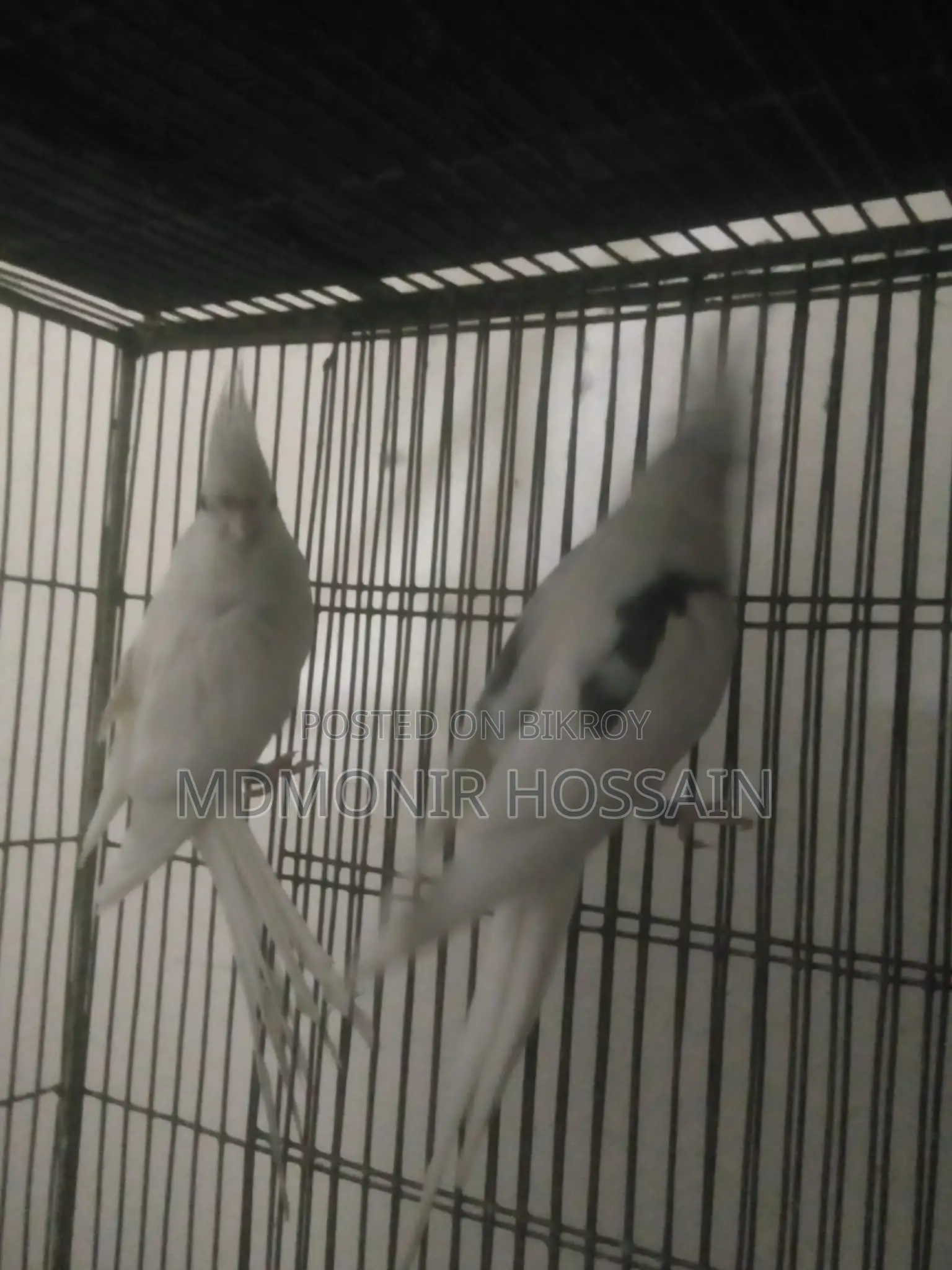 Pure White High Mutation Albino Red Eye Albino Perl Pied Cockatiel