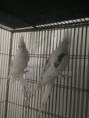 Pure White High Mutation Albino Red Eye Albino Perl Pied Cockatiel