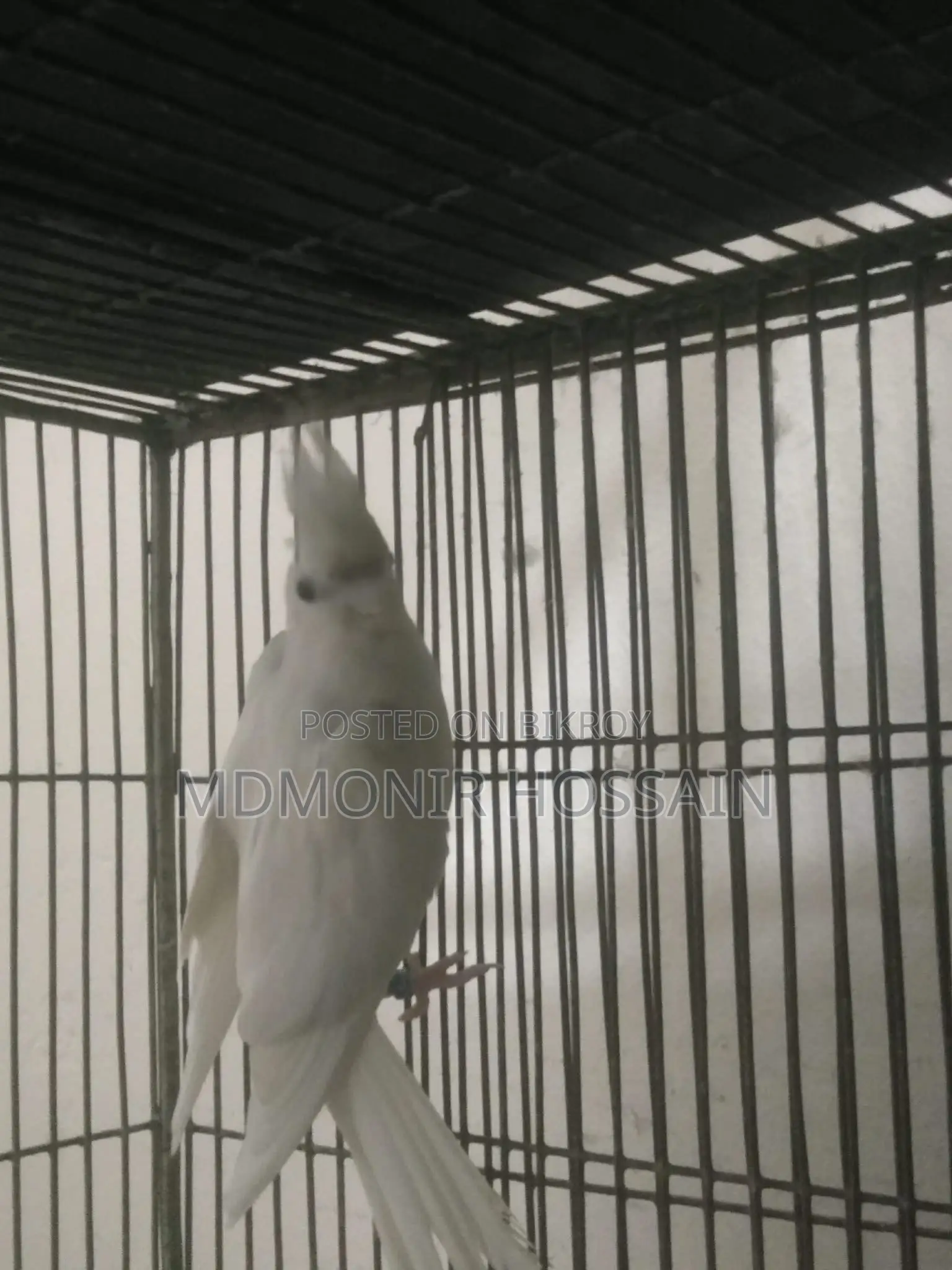 Pure White High Mutation Albino Red Eye Albino Perl Pied Cockatiel