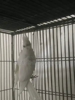 Pure White High Mutation Albino Red Eye Albino Perl Pied Cockatiel