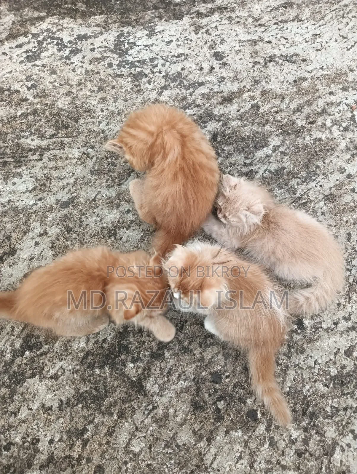1-3 Months Male Purebred Persian