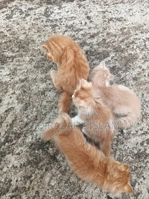 1-3 Months Male Purebred Persian