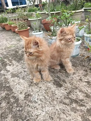 1-3 Months Male Purebred Persian