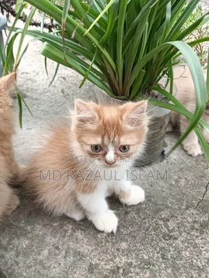 1-3 Months Male Purebred Persian