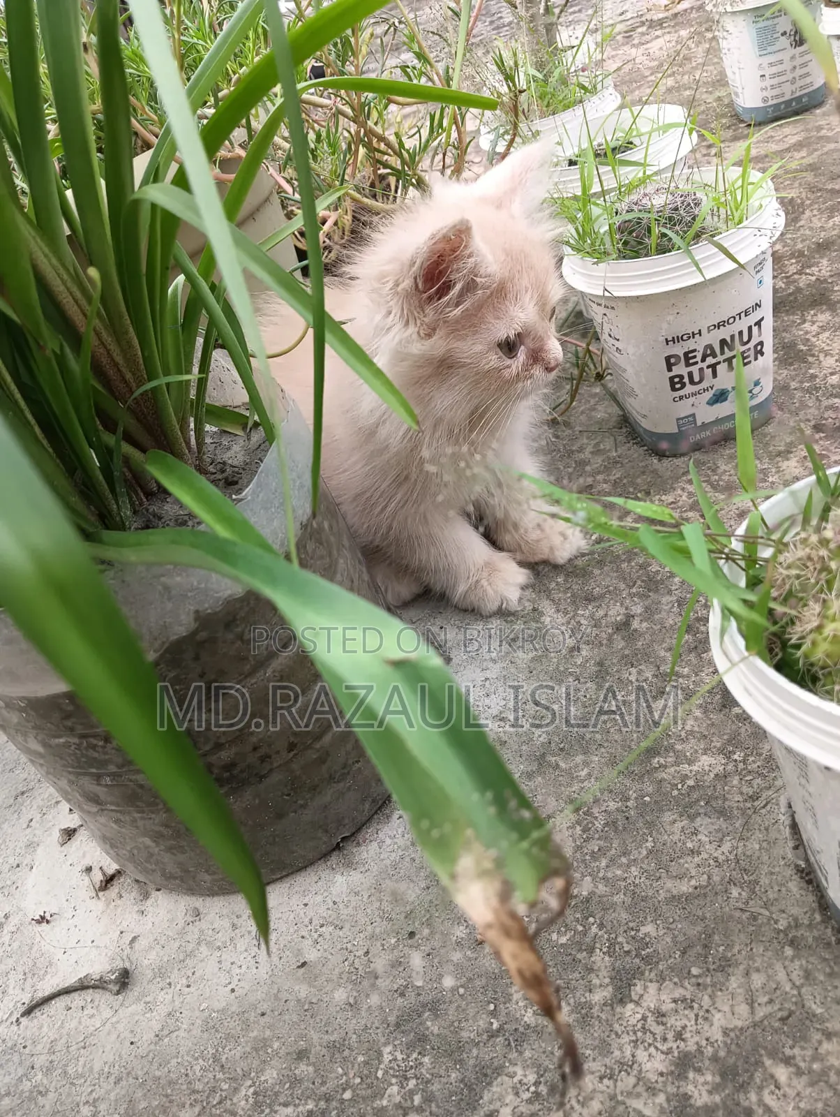 1-3 Months Male Purebred Persian