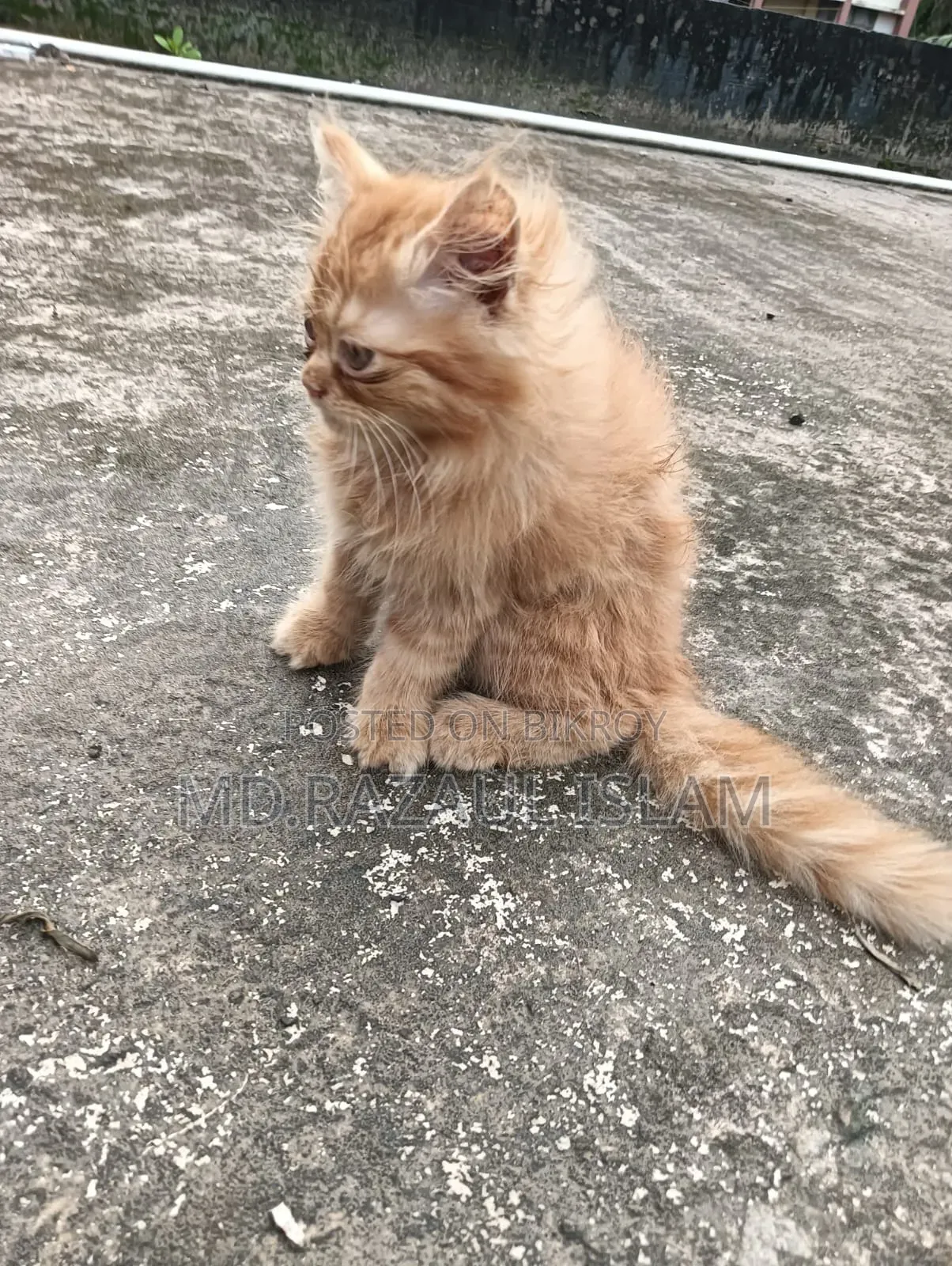 1-3 Months Male Purebred Persian