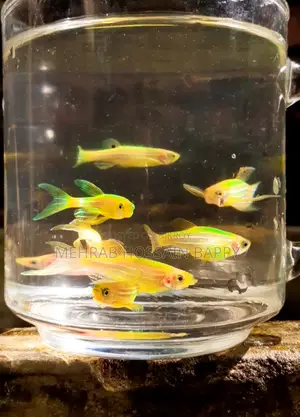 Zebra Aquarium Fish যেব্রা/জেব্রা মাছ