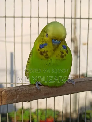 ইংলিশ বাজিগর