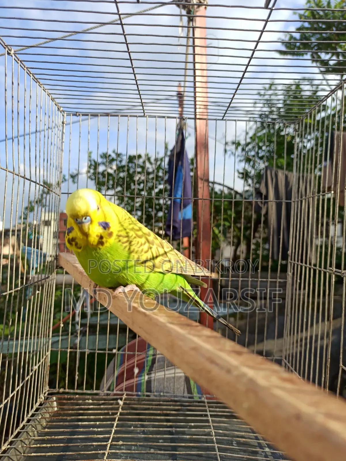 ইংলিশ বাজিগর