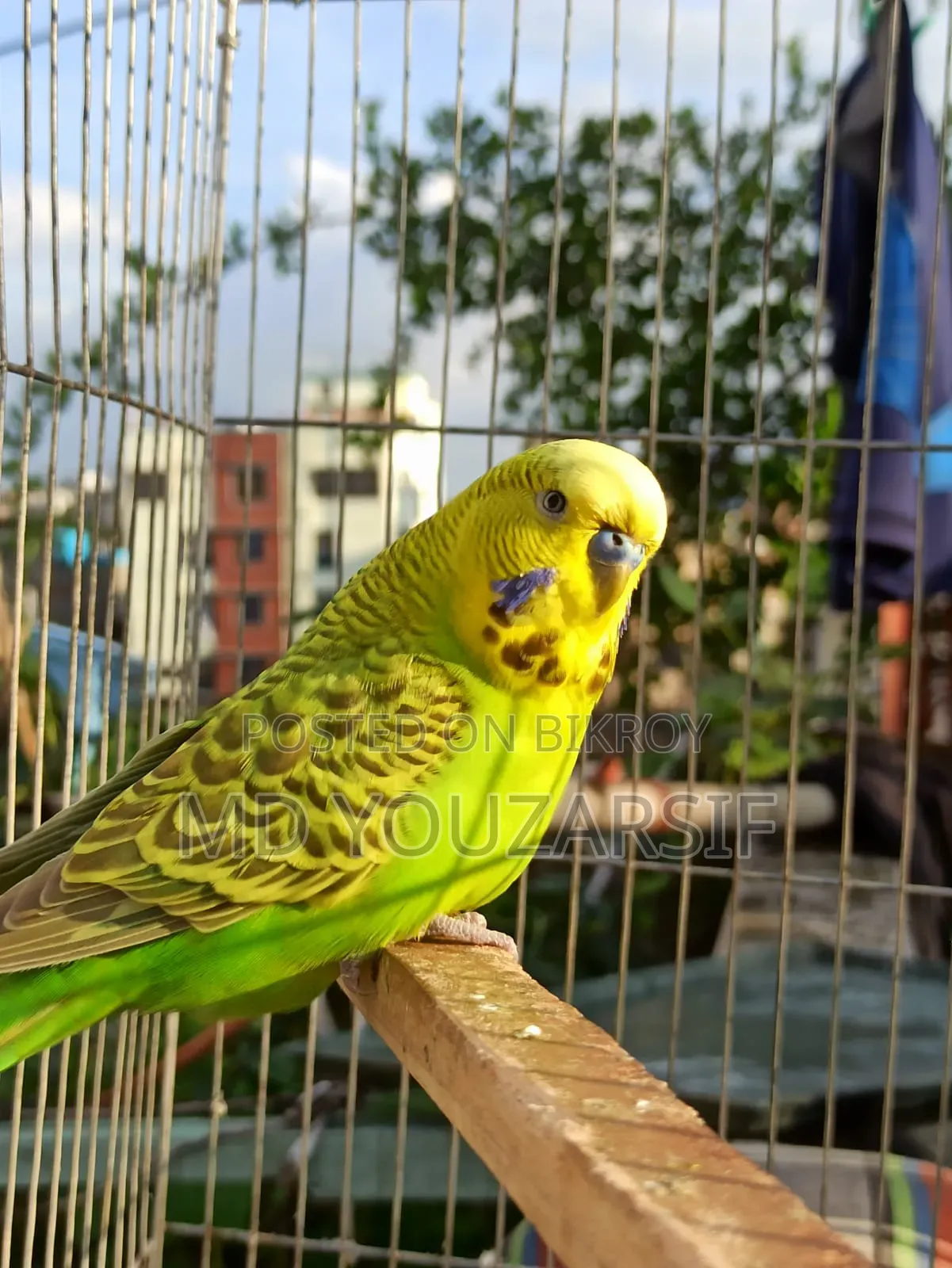 ইংলিশ বাজিগর