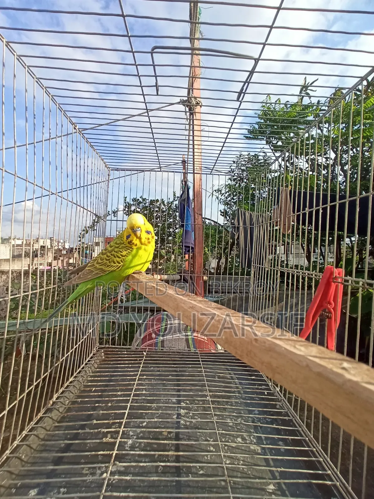 ইংলিশ বাজিগর