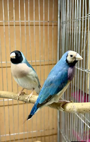 Blue Goldian Finch Bird