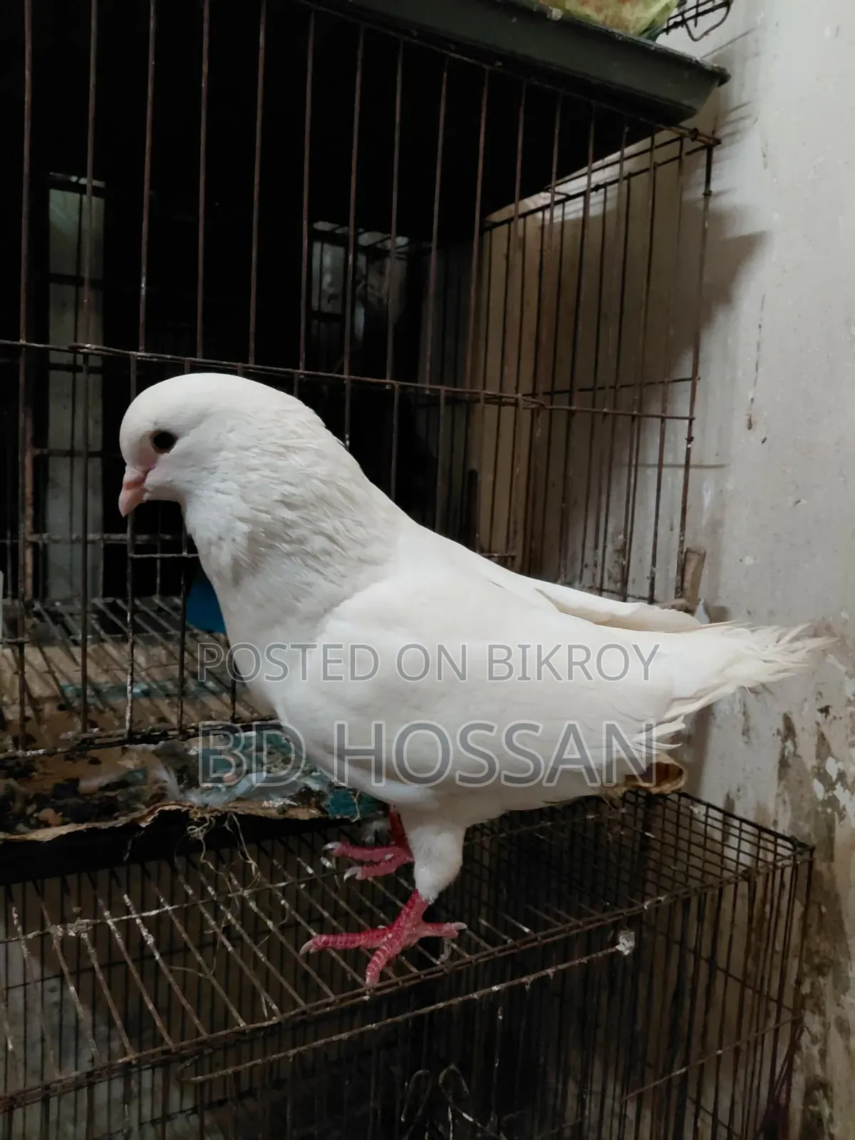 Male King Pigeon