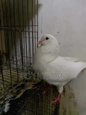 Male King Pigeon