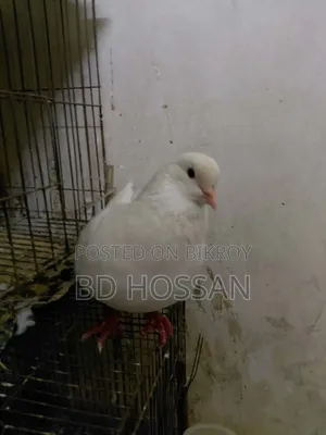 Male King Pigeon