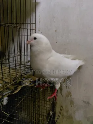 Male King Pigeon