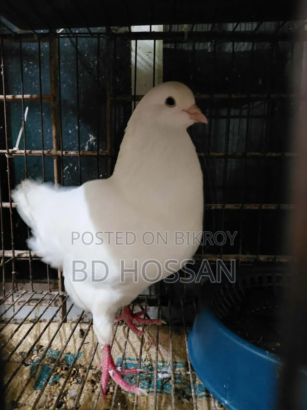 Male King Pigeon