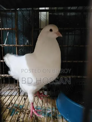 Male King Pigeon