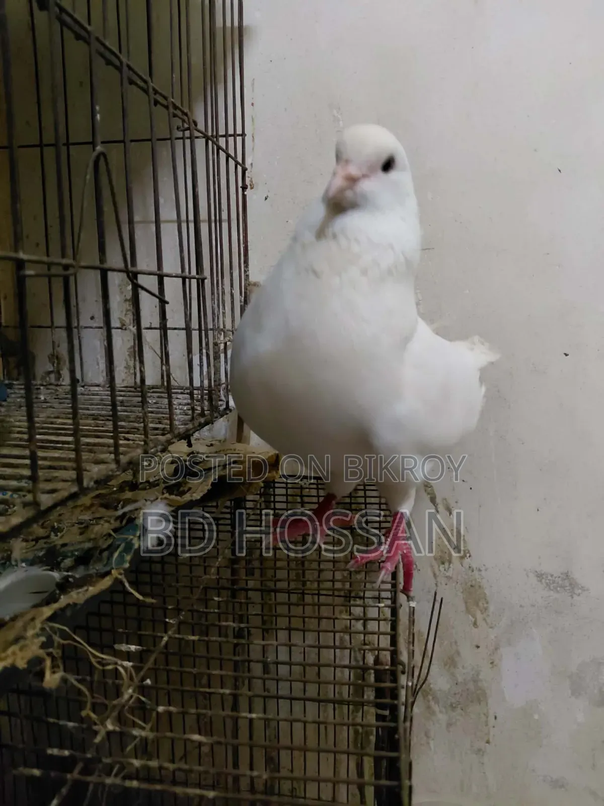 Male King Pigeon