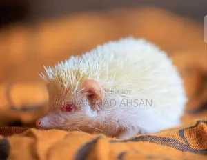Albino Hedgehog