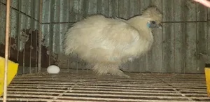 Laying eggs New Running Silky Chicken
